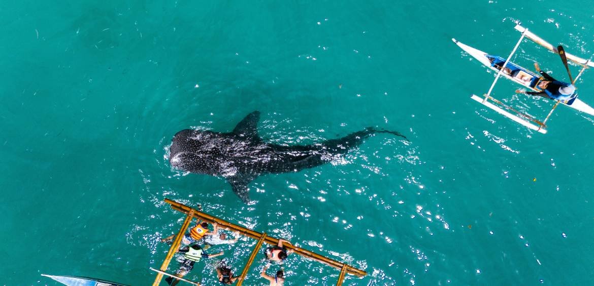 Cebu-shark-swim-philippines - Philippines